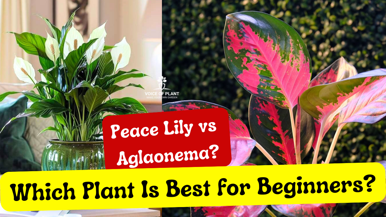 Peace Lily vs Aglaonema Which Plant Is Best for Beginners