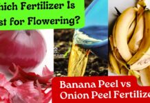 Which Fertilizer Is Best for Flowering