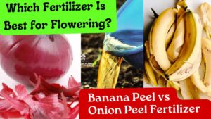 Which Fertilizer Is Best for Flowering