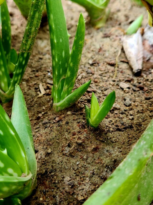 How to Get More Pups in Aloe Vera Plant