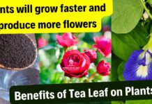 Benefits of Adding Tea Leaves in Plants Boost Flowering in Plants (1)