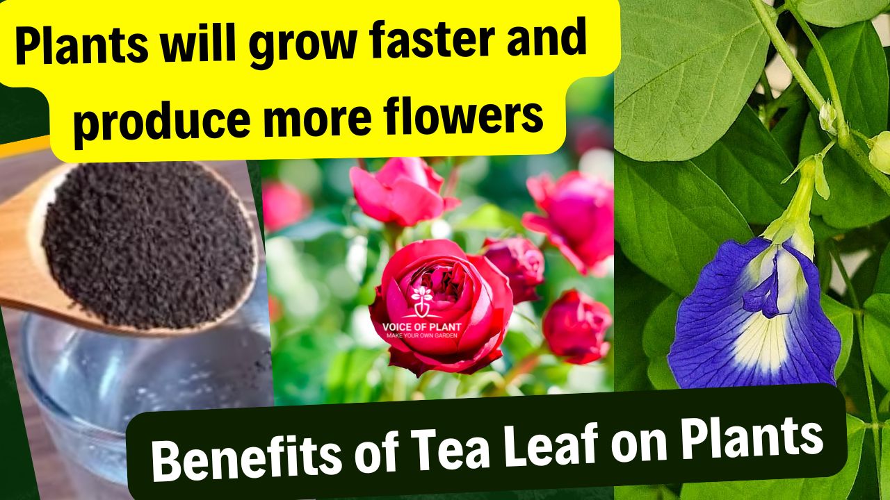 Benefits of Adding Tea Leaves in Plants Boost Flowering in Plants (1)