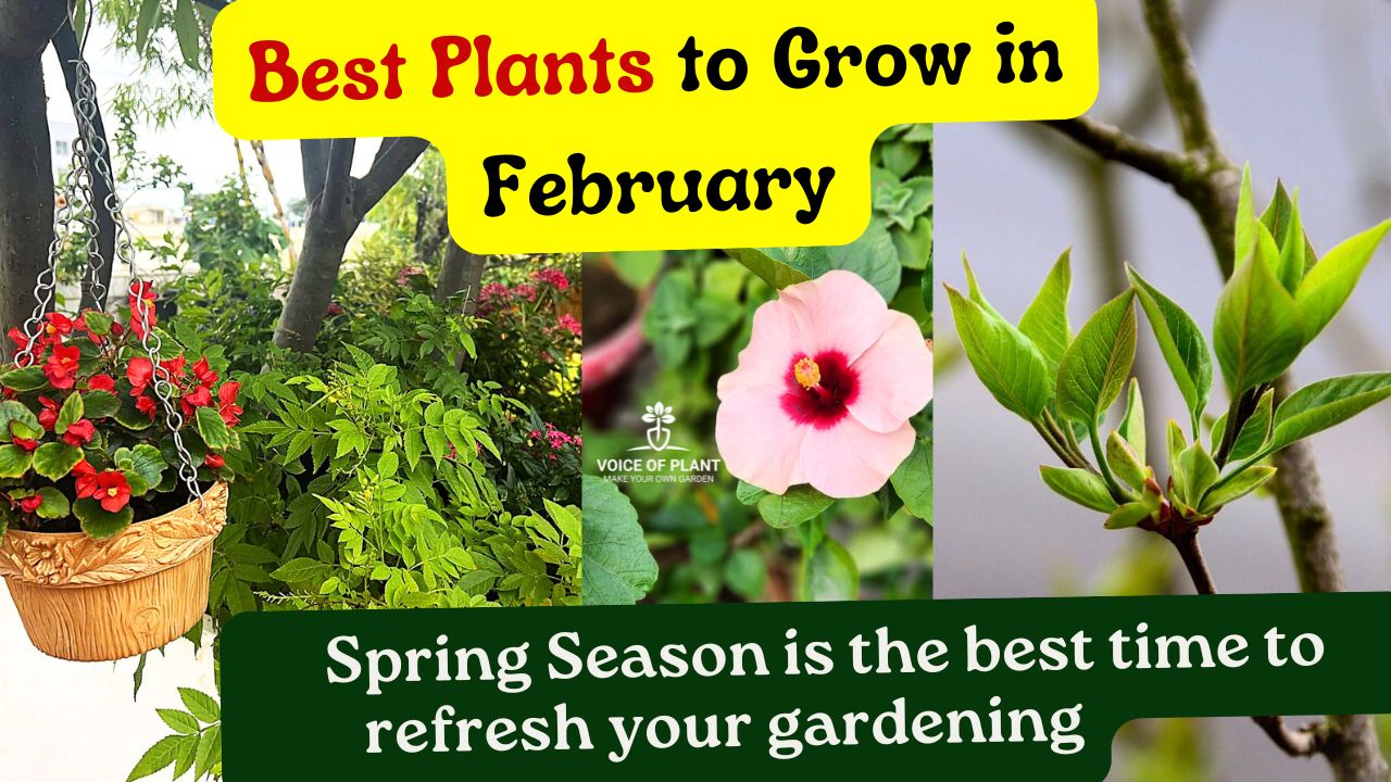 Best Plants to Grow in February