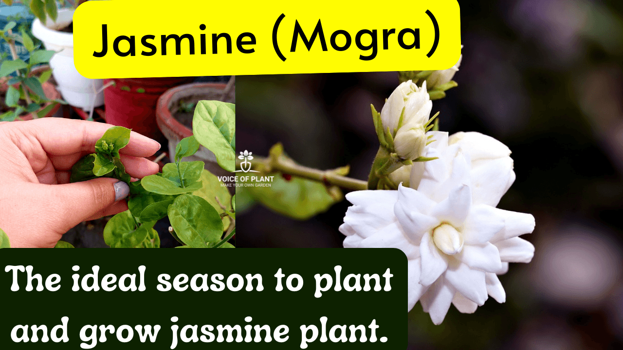 Best Season for Jasmine Mogra Plant