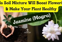 Best Soil Mixture for Jasmine Plant