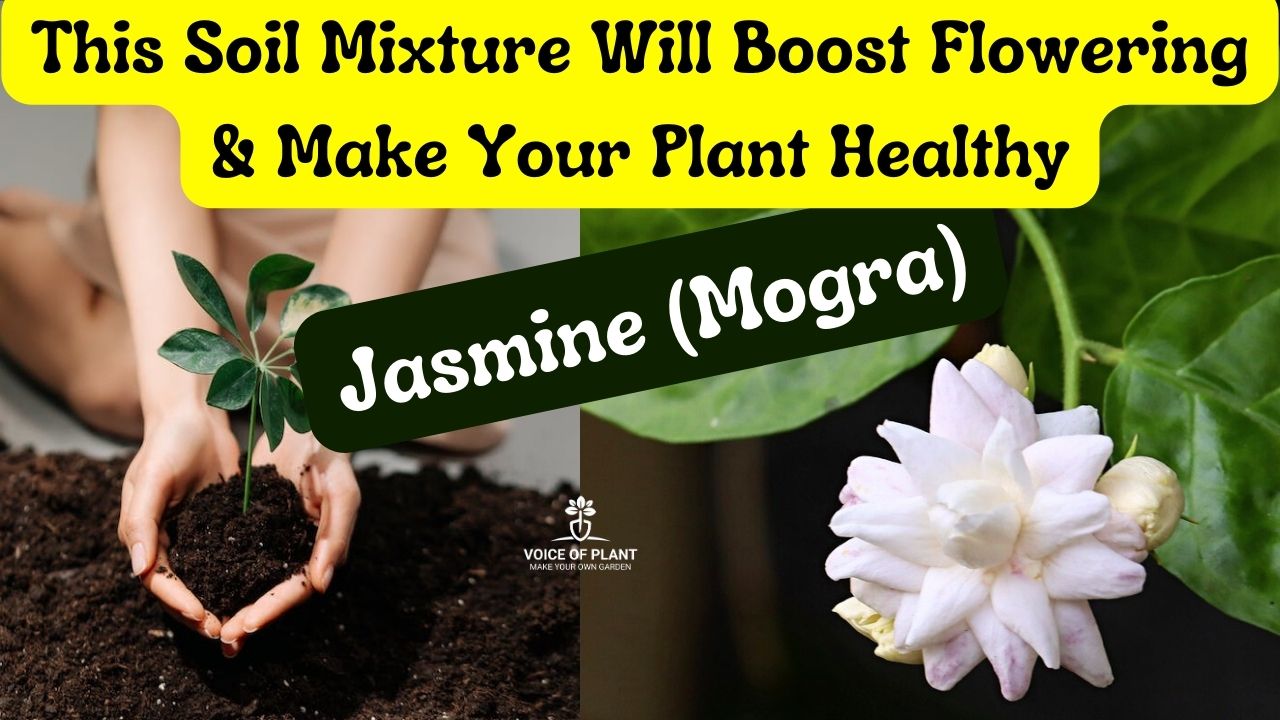 Best Soil Mixture for Jasmine Plant