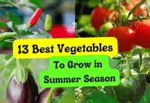 Best Vegetables to Grow in Summer Season