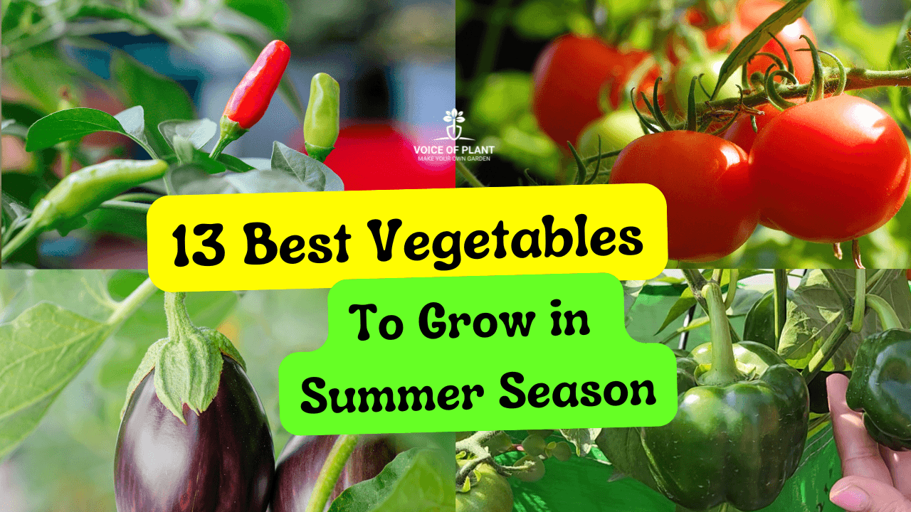 Best Vegetables to Grow in Summer Season