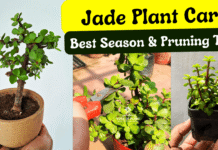 Best season for jade plant