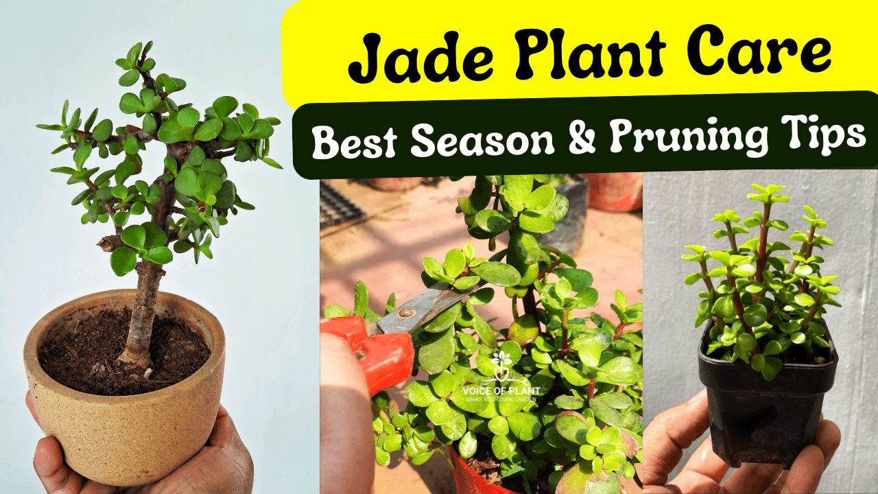 Best season for jade plant