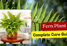 How to Care and Grow Fern Plant