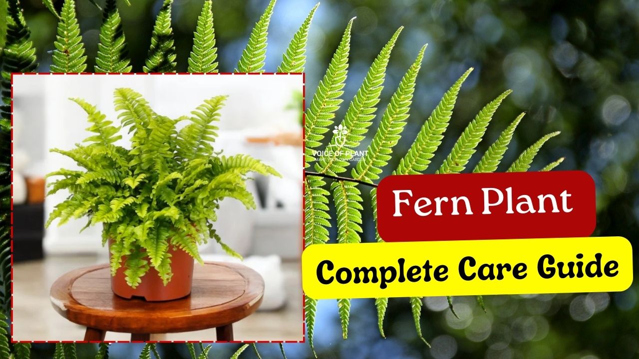 How to Care and Grow Fern Plant