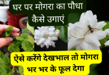 Mogra plant care
