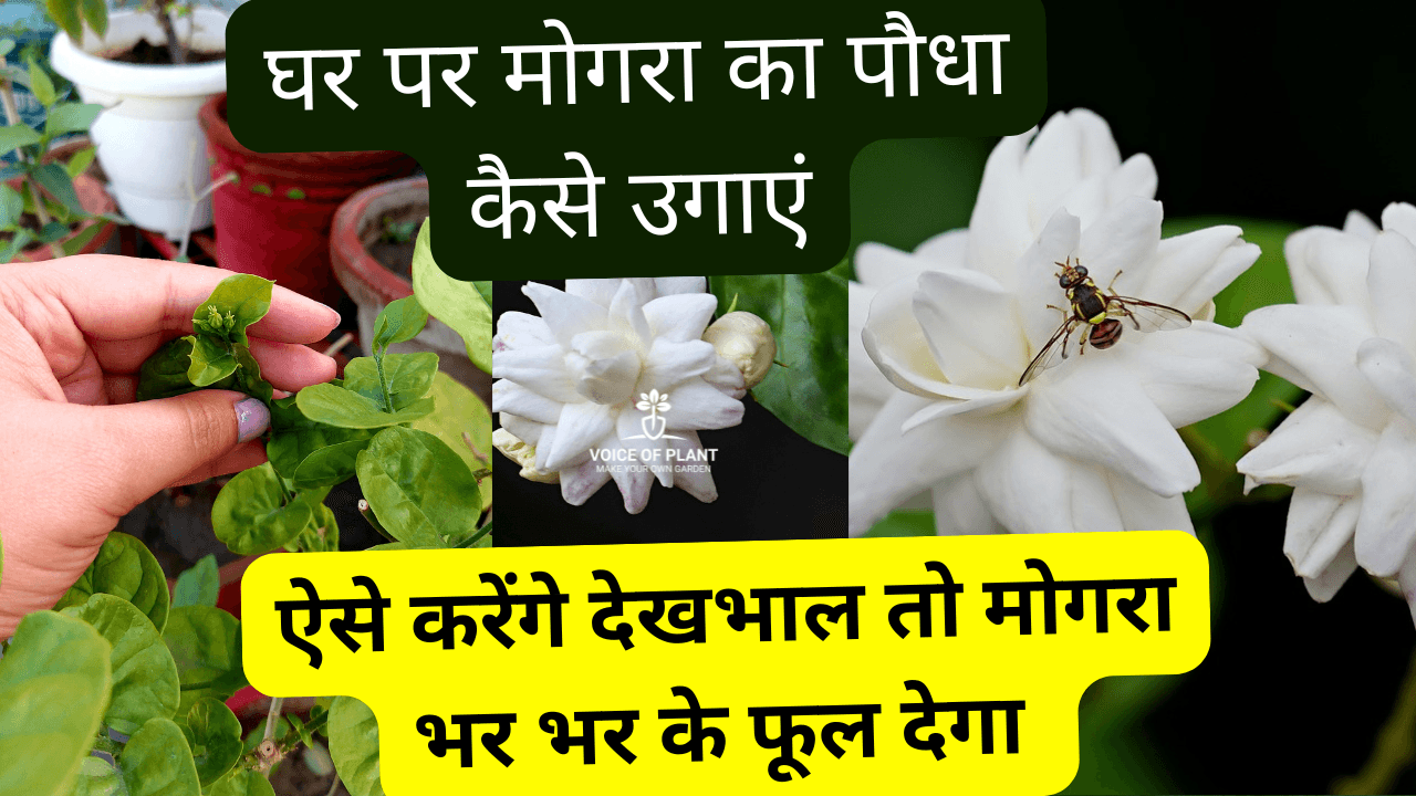 Mogra plant care