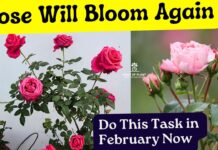 Rose Flowering Care & Tips in February