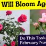 Rose Flowering Care & Tips in February