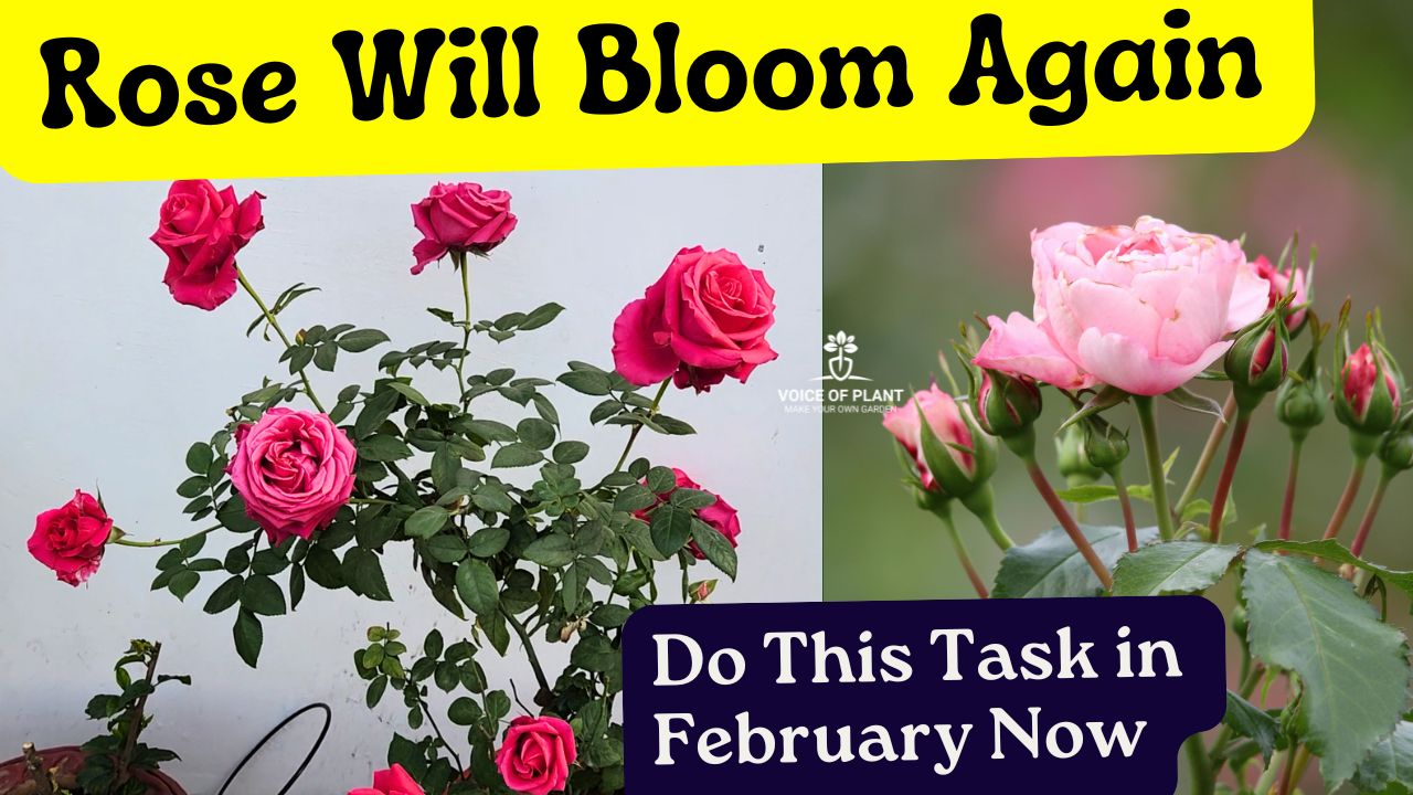 Rose Flowering Care & Tips in February