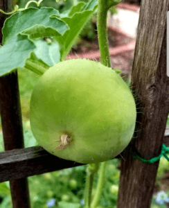 Apple Gourd Tinda