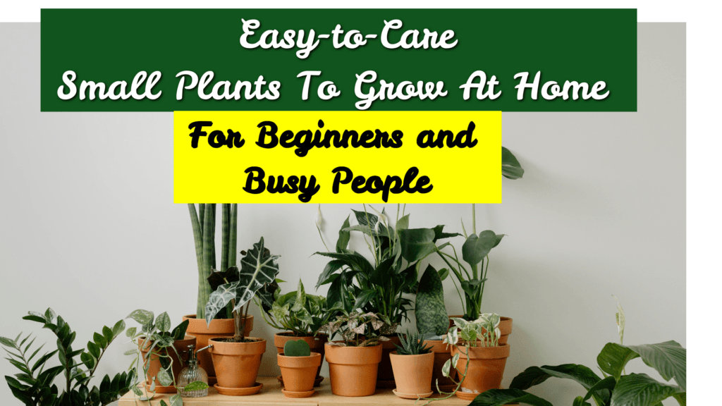 Top Easy-to-Care Small Plants to Grow