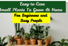 Top Easy-to-Care Small Plants to Grow
