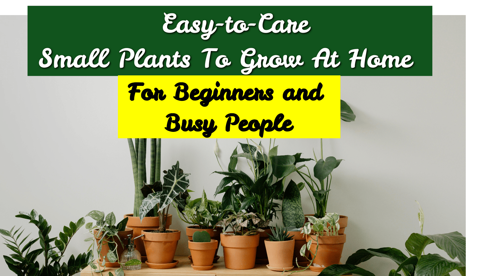 Top Easy-to-Care Small Plants to Grow