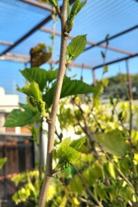 New leaves emerging in Mulberry plant