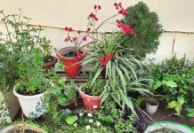 Spring Gardening 10 Important Tasks