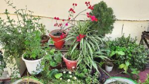 Spring Gardening 10 Important Tasks