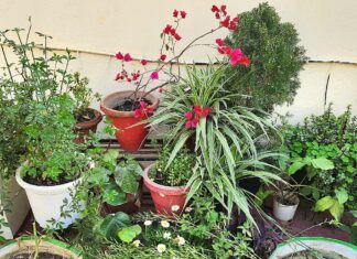 Spring Gardening 10 Important Tasks in 2026: Most Important Month for Plants Spring Gardening 10 Important Tasks