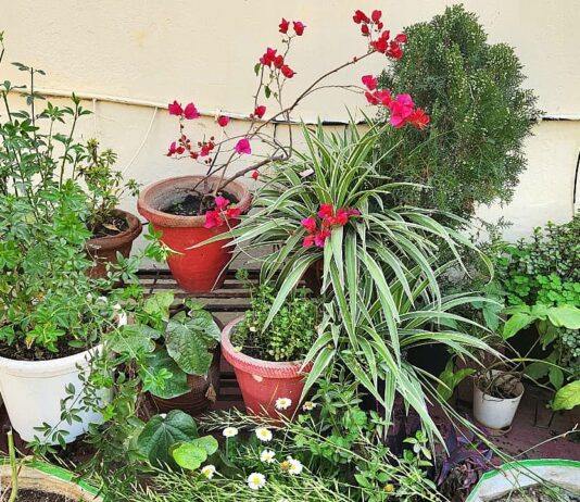 Spring Gardening 10 Important Tasks