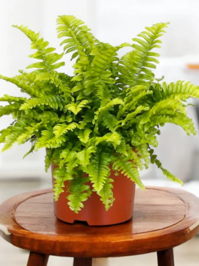 How to Care & Grow Fern Plant: 6 Simple Tips for Healthy Growth