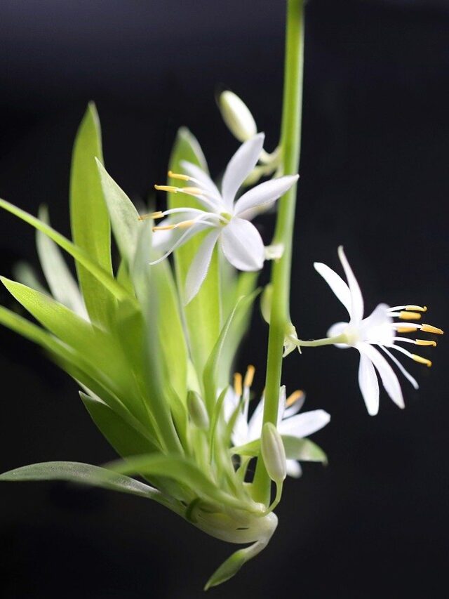 When & How Does a Spider Plant Flower? 7 Tips To Bloom