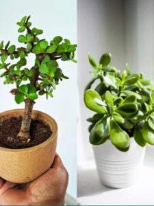 Crassula Ovata vs Jade Plant Which Plant Is Easy To Carer Discover their key differences, care tips.