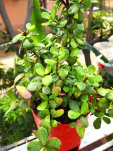 Best season for jade plant