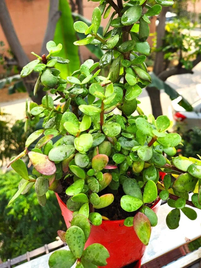 Best Season For Jade Plant: Pruning, Fertilizer Tips