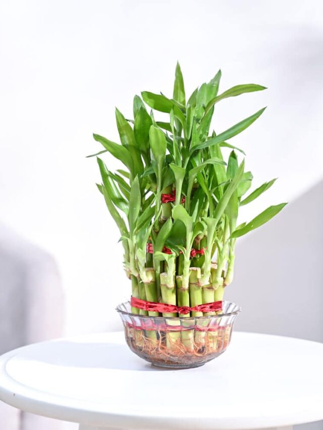 Let’s Grow Your Lucky Bamboo Like a Pro