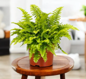 How to Care and Grow Fern Plant