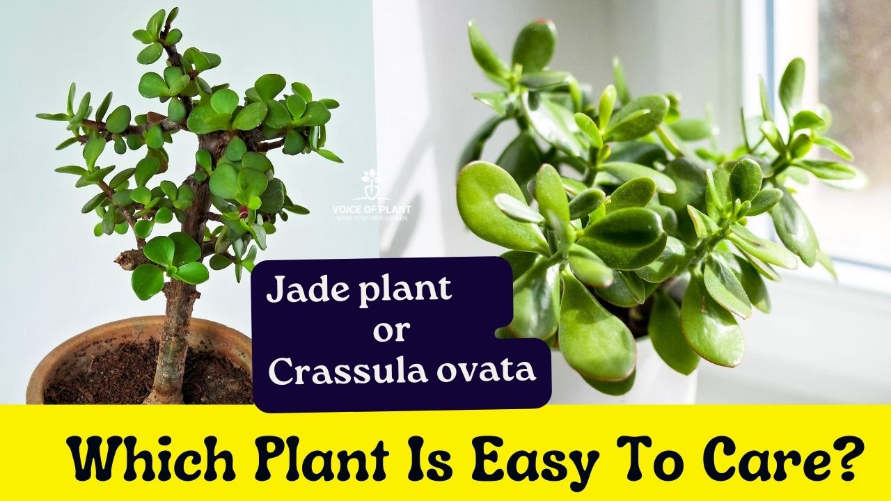 jade plant and crassula ovata which plant is easy to care