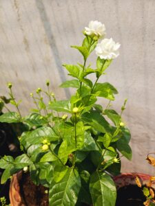 Jasmine Mogra Is Not Flowering