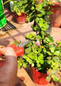 pruning jade plant