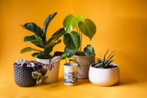 Top Easy-to-Care Small Plants to Grow At Home