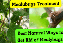 How to get rid of mealybugs