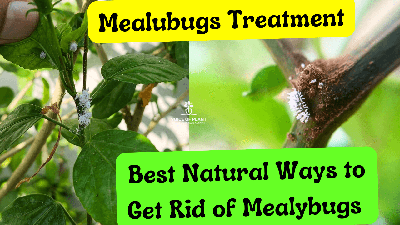 How to get rid of mealybugs