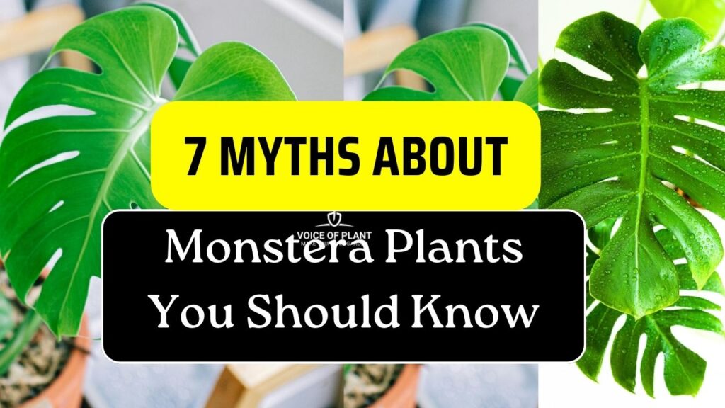 Common Myths About Monstera Plants