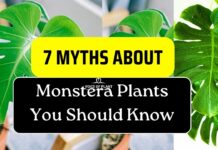 Common Myths About Monstera Plants