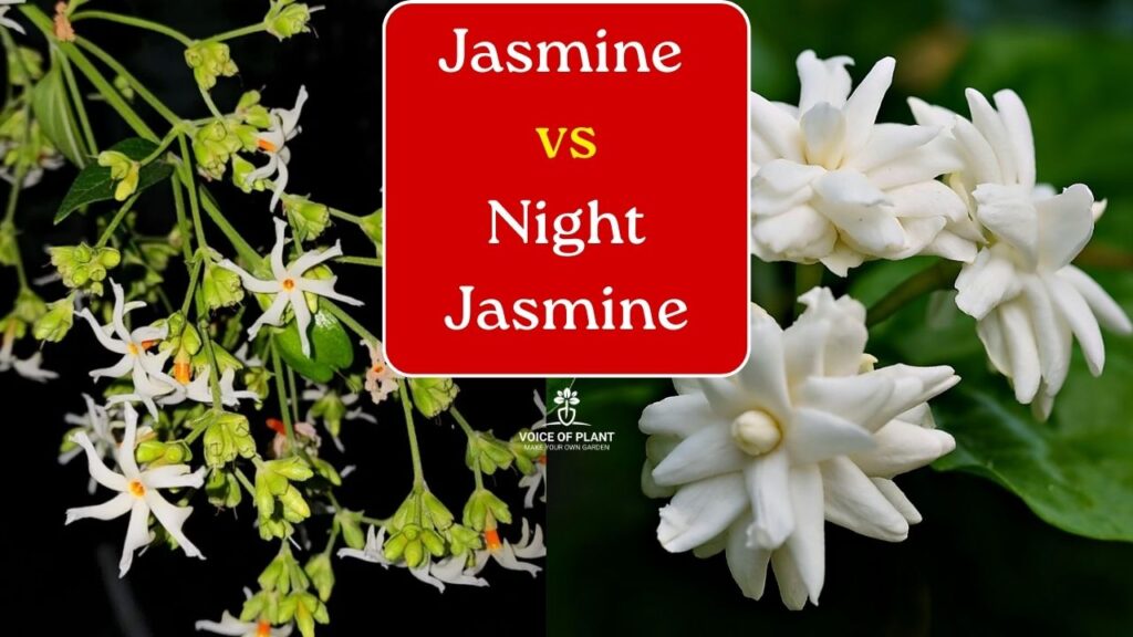 Difference Between Jasmine and Night Jasmine Plant