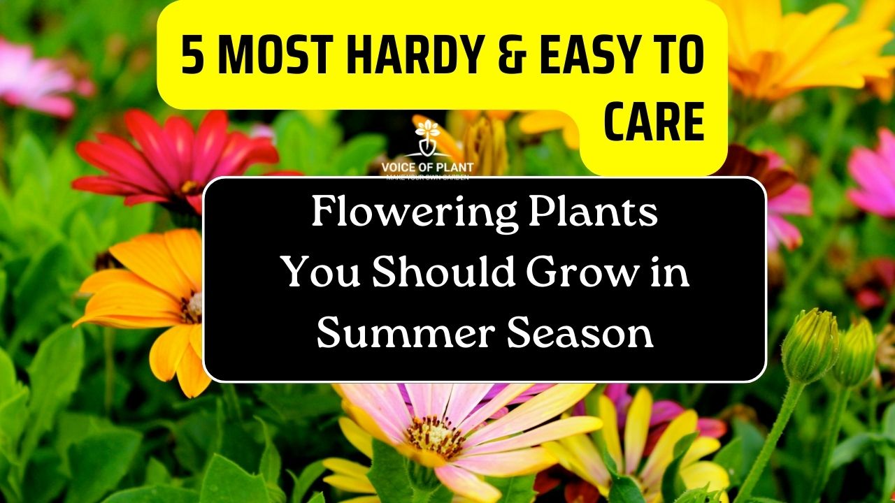 Easy To Care Flowering Plants To Grow in Summer Season