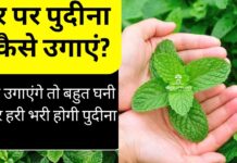 घर पर पुदीना कैसे उगाएं?