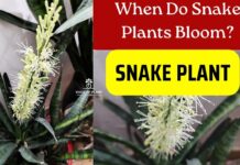 How to Make Snake Plant Flowering: Check 5 Simple Tips snake plant flowering