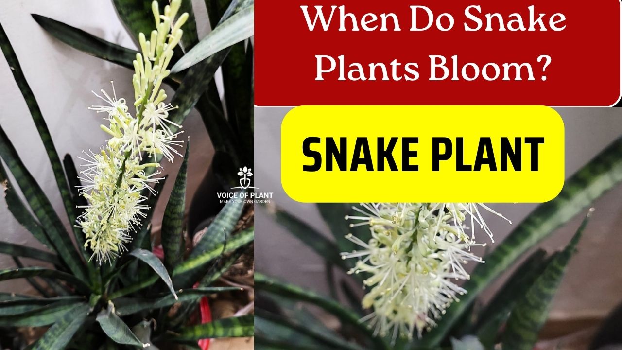 snake plant flowering